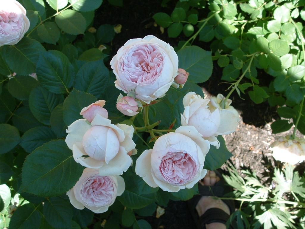 Geoff Hamilton photo DSCF0009_zps6be3815a.jpg